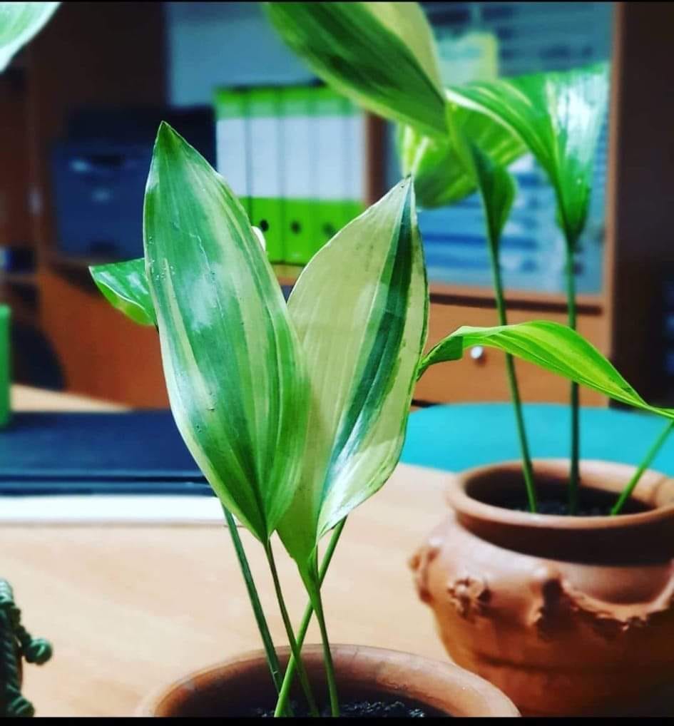 aspidistra